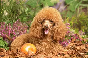 111019: Toy Poodle dog outdoors in Autumn