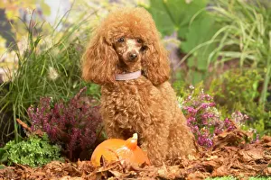 Poodles: Toy Poodle dog outdoors in Autumn