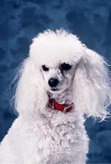 Collars: Toy Poodle DOG - with red collar