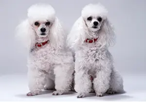 Collars: TOY POODLE DOG - x two in studio