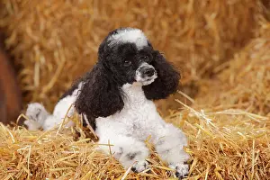 Bitch: Toy Poodle, harlequin, bitch lies in the straw