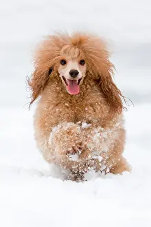 Poodles: Toy Poodle running in the snow, North Tyrol, Austria