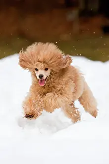 Completely: Toy Poodle running in the snow, North Tyrol, Austria