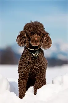 Poodle: Toy Poodle sitting in the snow, North Tyrol, Austria