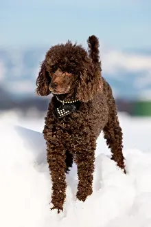 Singly: Toy Poodle in the snow, North Tyrol, Austria, Europe