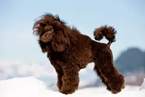 Complete: Toy Poodle standing in the snow, North Tyrol, Austria