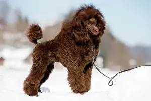Complete: Toy Poodle standing in the snow, North Tyrol, Austria