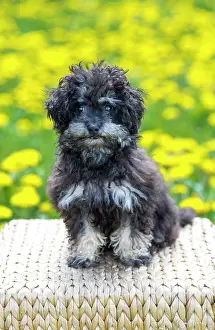 Poodles: Toy Poodle, or Teacup Poodle, black and tan, Austria