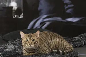 Toygers: Toyger cat indoors