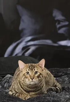 Toyger cat indoors