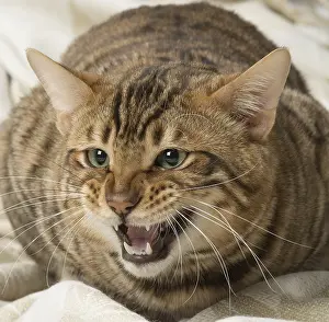 Growling: Toyger cat indoors