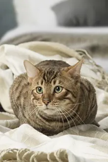 Toygers: Toyger cat indoors