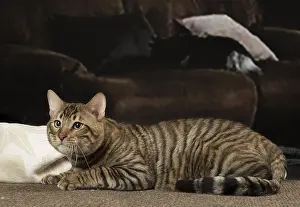 Toygers: Toyger cat indoors