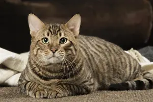 Toygers: Toyger cat indoors