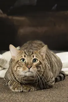 Toygers: Toyger cat indoors