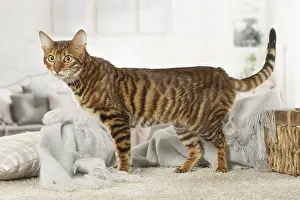 Toyger: Toyger cat indoors