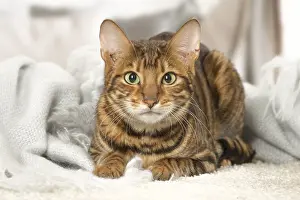 Toyger: Toyger cat indoors