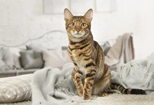 Toyger: Toyger cat indoors