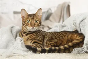 Toyger: Toyger cat indoors