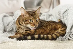 Toyger: Toyger cat indoors