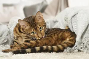 Toyger: Toyger cat indoors