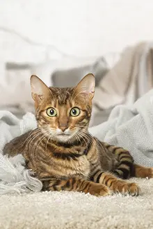 Toyger: Toyger cat indoors