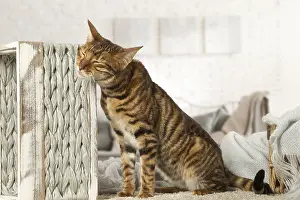 Leaving: Toyger cat indoors