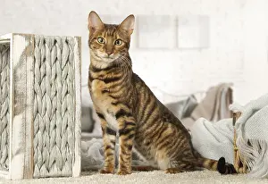 Toyger: Toyger cat indoors