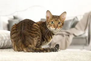 Toyger: Toyger cat indoors