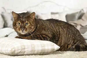 Toyger: Toyger cat indoors