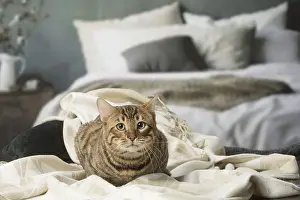 Toyger: Toyger cat indoors
