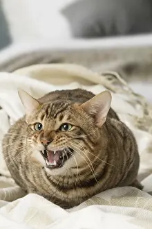 Speaking: Toyger cat indoors