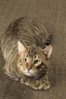 Toyger: Toyger cat indoors