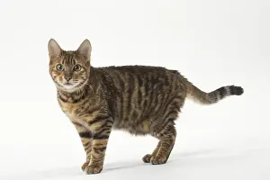 Toygers: Toyger cat in the studio