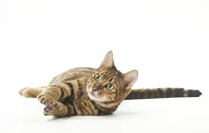 Toygers: Toyger cat in the studio
