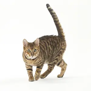Toygers: Toyger cat in the studio