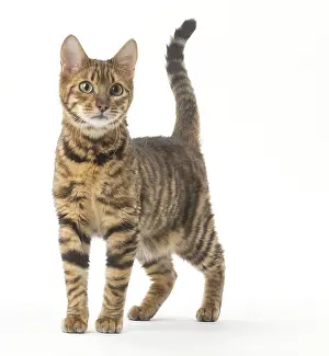 Toygers: Toyger cat in the studio
