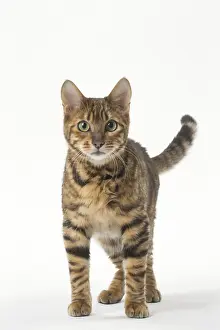 Toygers: Toyger cat in the studio