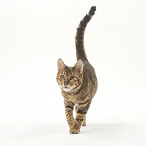 Toygers: Toyger cat in the studio