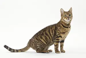 Toygers: Toyger cat in the studio
