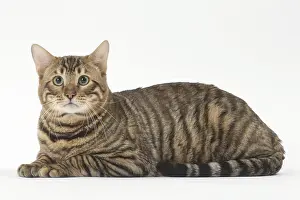 Toygers: Toyger cat in the studio