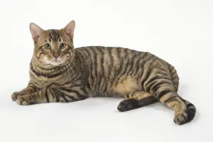Toygers: Toyger cat in the studio