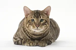 Toygers: Toyger cat in the studio