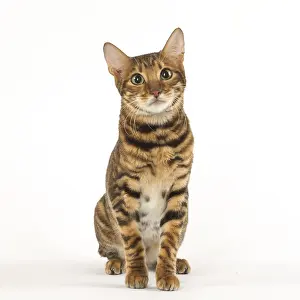 Toyger: Toyger cat in the studio