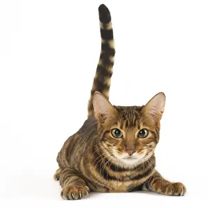 Toyger: Toyger cat in the studio