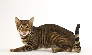 Toyger: Toyger cat in the studio