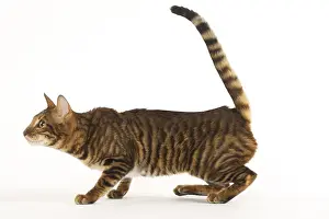 Toyger: Toyger cat in the studio