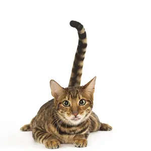 Toyger: Toyger cat in the studio