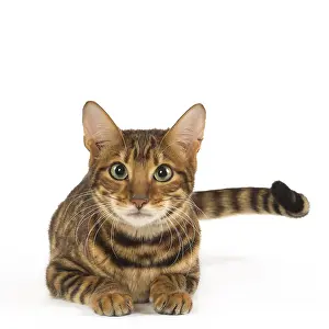 Toyger: Toyger cat in the studio
