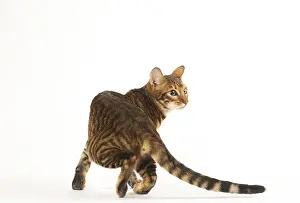 Toyger: Toyger cat in the studio